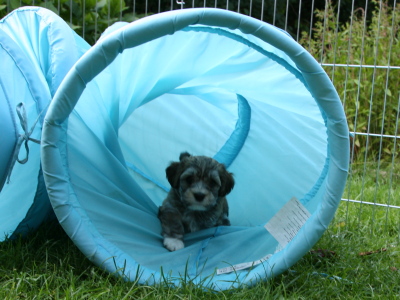 Bichon Havanais hvalpe hos Kennel Miki Nanoq